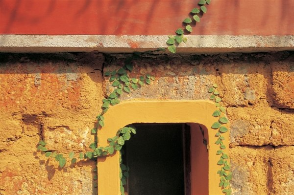 Creeper firmly clawing from ground to window (photo)  from 