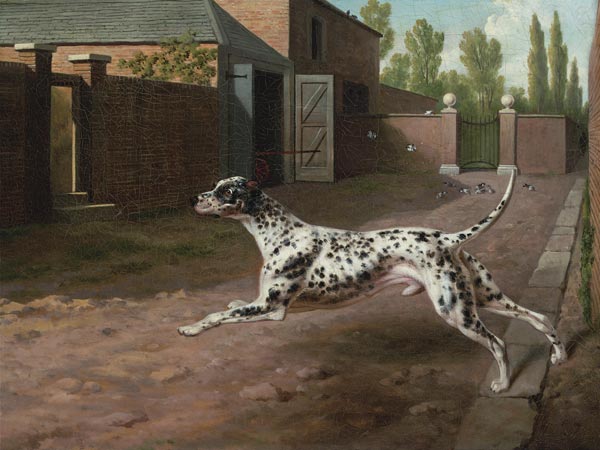A Dalmation Running In A Stable Yard from 