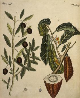 Cacao Tree and Olive Tree / Engraving