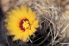 Cactus flower (photo) 