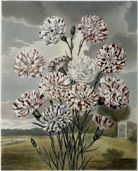 Carnations / Aquatint / S.Curtis 1820