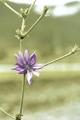 Chicory, Succory (Cichorium intybus) (photo) 