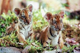 Deux Freres TWO BROTHERS de JeanJacquesAnnaud avec les petits tigres Kumal, Sangha