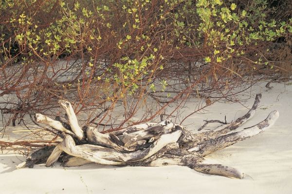 Driftwood and mangrove leaves (photo)  from 