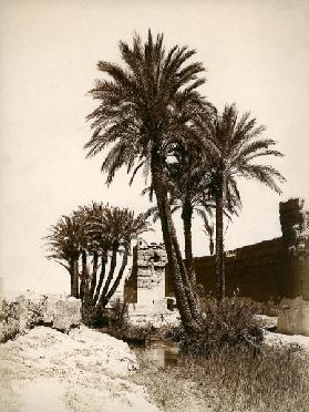 Date palm / Morocco / Photo c.1900