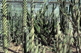 Desert Botanical Garden at Phoenix (photo) 