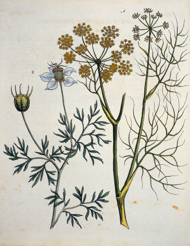 Fennel and Caraway / Bertuch 1796 from 