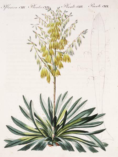 Fädentragende Yucca / aus Bertuch 1810