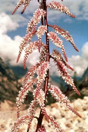 False Tamarix (Myricaria elegans) (photo) 