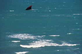 Fishing boat with brown sail in sea (photo) 