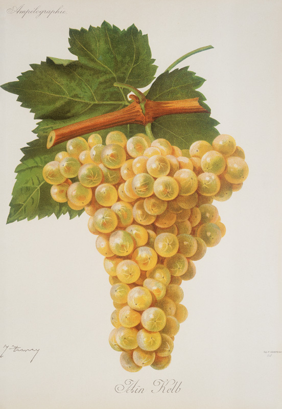 Grapes: Aïn Kelb from 