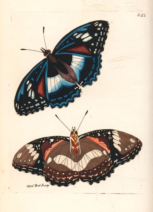 Great eggfly butterfly from 