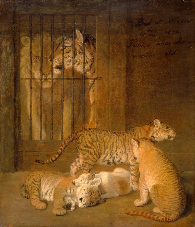 Group of Whelps Bred between a Lion and a Tigress from 