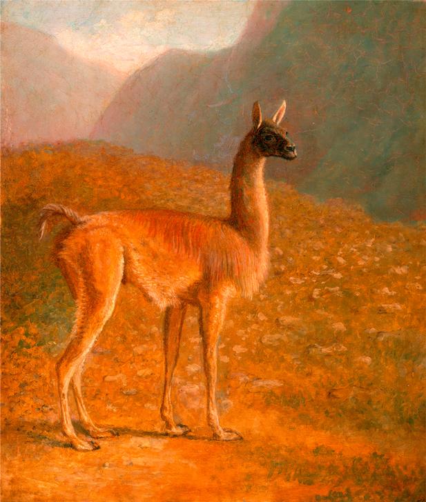 Guanaco ‘A Male Vicuna’ from 