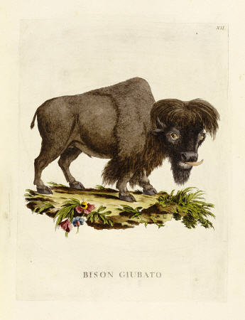 Hand Colored Engraving Of A Bison from 