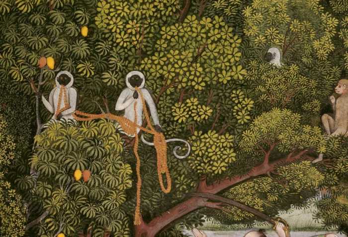 Hanuman-Languren im Geäst eines Mangobaumes.Ausschnitt aus einer Miniatur mit Darstellung einer Jagd from 