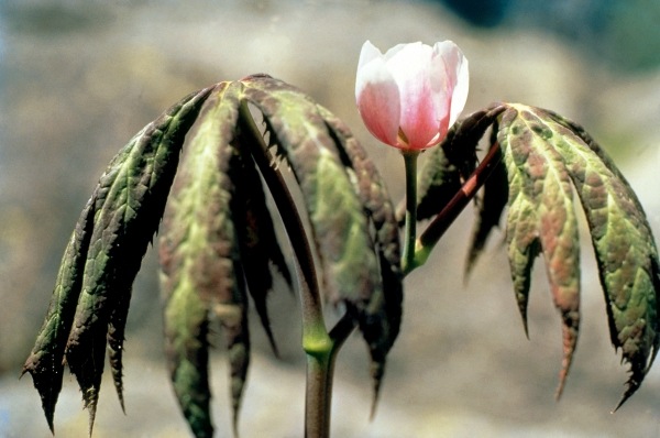 Himalayan Mayapple Latin (Podophyllum hexandrum) (photo)  from 