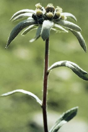 Himalayan Edelweiss (Leontopodium himalayanum) (photo) 