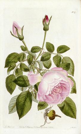Illustration From The Botanical Register, Sydenham Teast Edwards 1769?-1819 & John Lindley 1799-1865