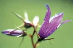 Large Bell Flower (Campanula latifolia) (photo) 