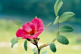 Large Leaved Rose (Rosa macrophylla) (photo) 