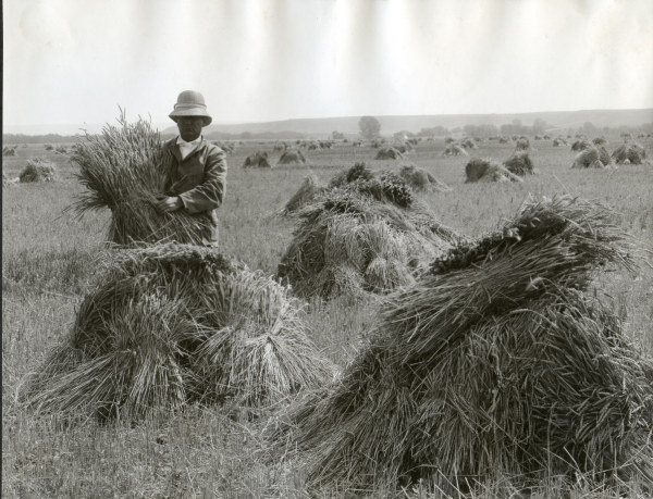 Man in wheat field / Oregon / Photo 1910 from 