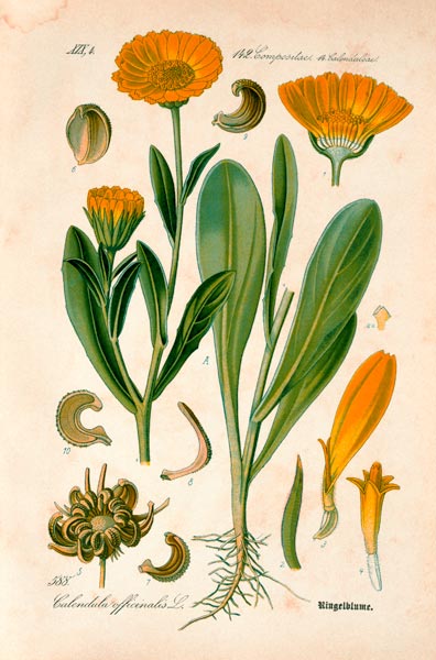 Marigold / from: THome s Flora von ... from 