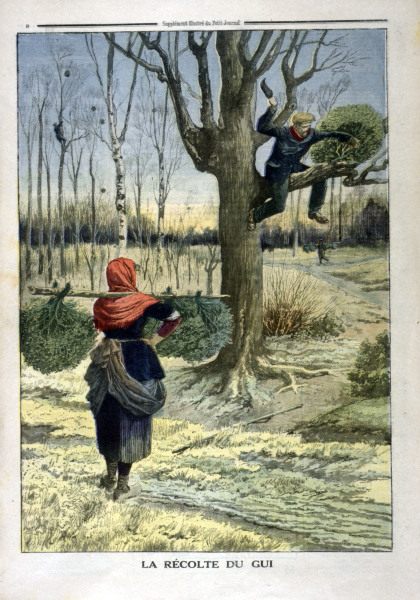 Mistelernte / aus: Petit Journal from 