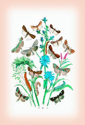 Moths: Agrotis Segetum