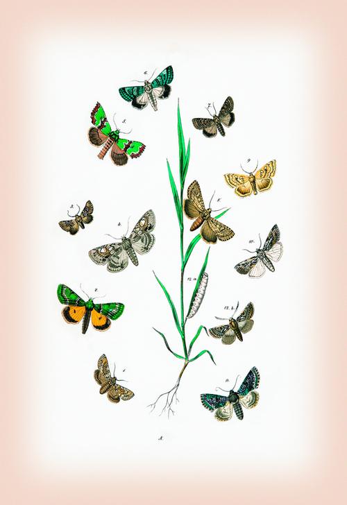 Moths: Cleophana Anarrhini from 