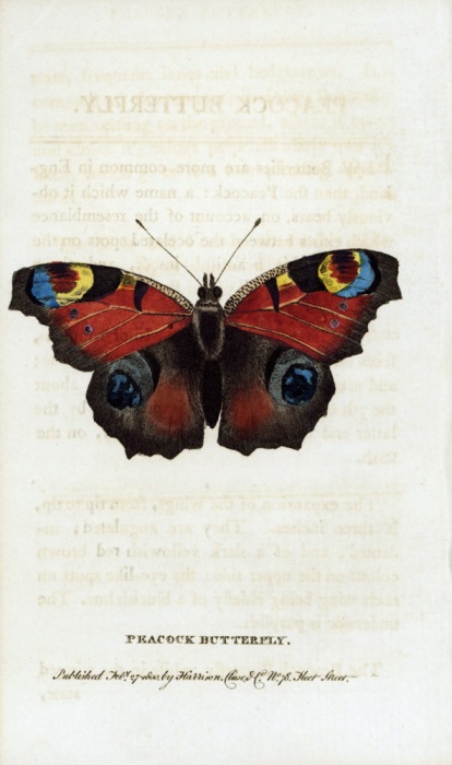 Peacock butterfly, Inachis io. from 
