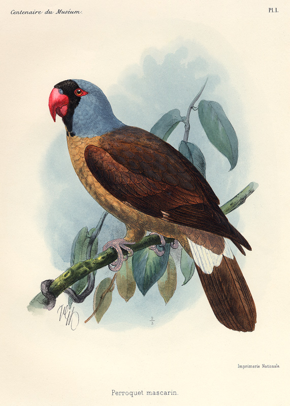Perroquet mascarin. (Réunion-Sittich – Mascarinus mascarinus). from 