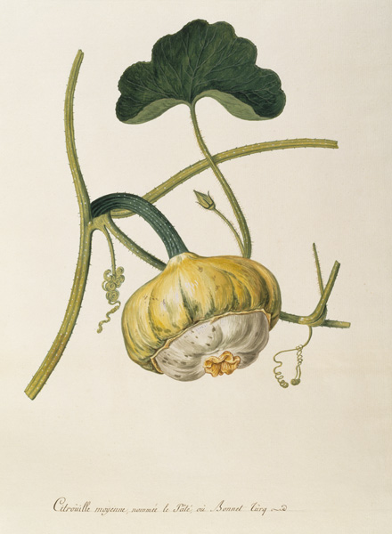 Pumpkin, Règne Végétal / Gouache from 