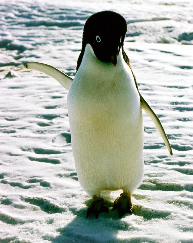 penguin on the ice floe from 