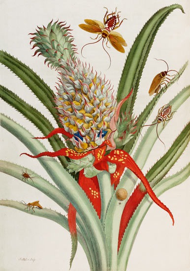 Pineapple (Ananas) With Surinam Insects from 