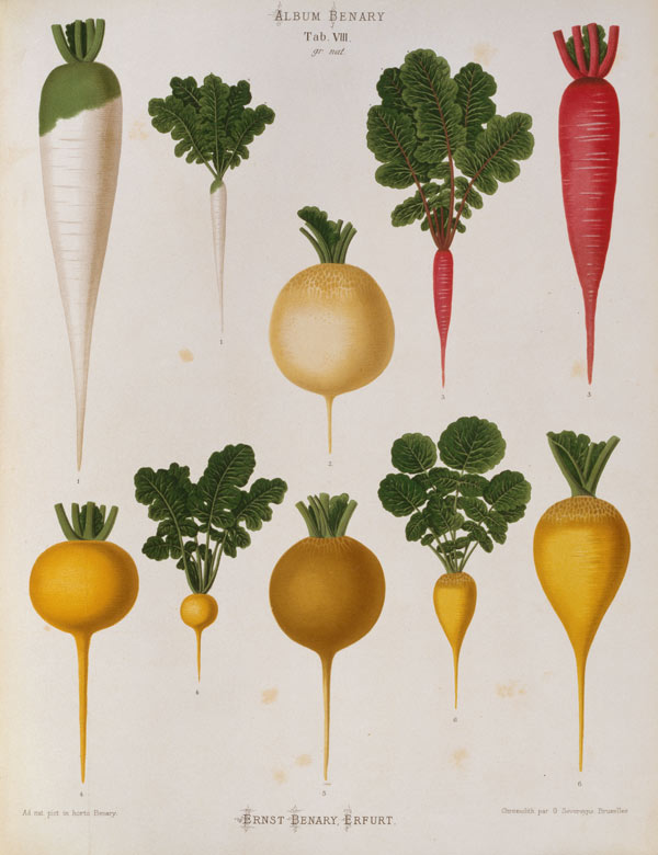 Radishes / Album Benary / Lithograph from 