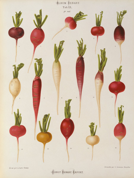 Radishes / Album Benary / Lithograph from 
