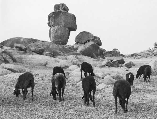 Rocks and sheep grazing (b/w photo)  from 