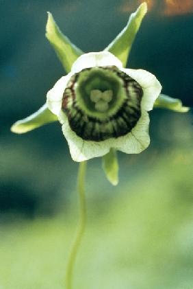 Roundleaf Asiabell (Codonopsis rotundifolia) (photo) 