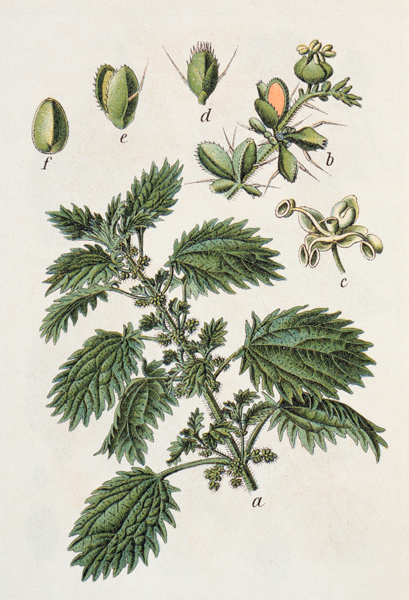 Small Nettle / from J.Sturm from 
