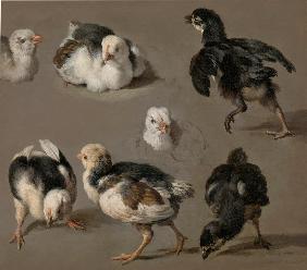 Seven Chicks