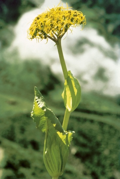 Sheathing Groundsel (Ligularia ampexicaulis) (photo)  from 