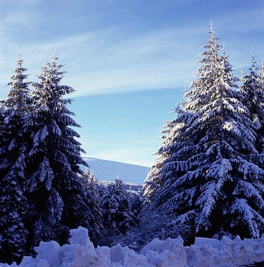 Snow-Covered Fir Trees on the Wicklow Mountains from 