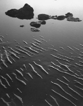 Sand surface, Porbandar III (b/w photo) 