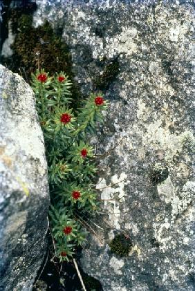 Sikkim Stonecrop (Rhodiola crenulata Sedum crenulatum) (photo) 