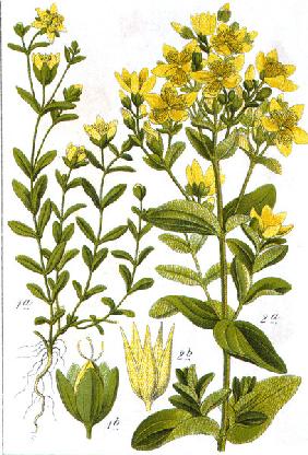 St John s Wort / Sturms Flora 1902