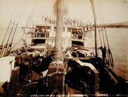 Shipping Cattle on the 'W.G. Hall', Hawaii, 1890s (sepia photo)