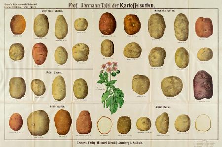 Tafel der Kartoffelsorten / Graser s