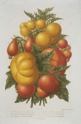 Tomato / Colour lithograph