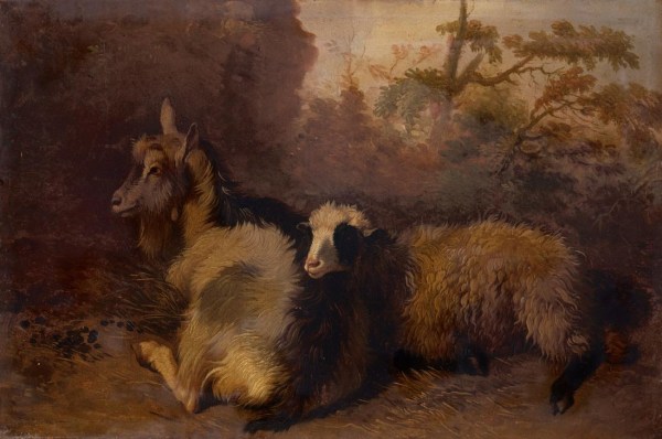 Two potted goats crouching. from 